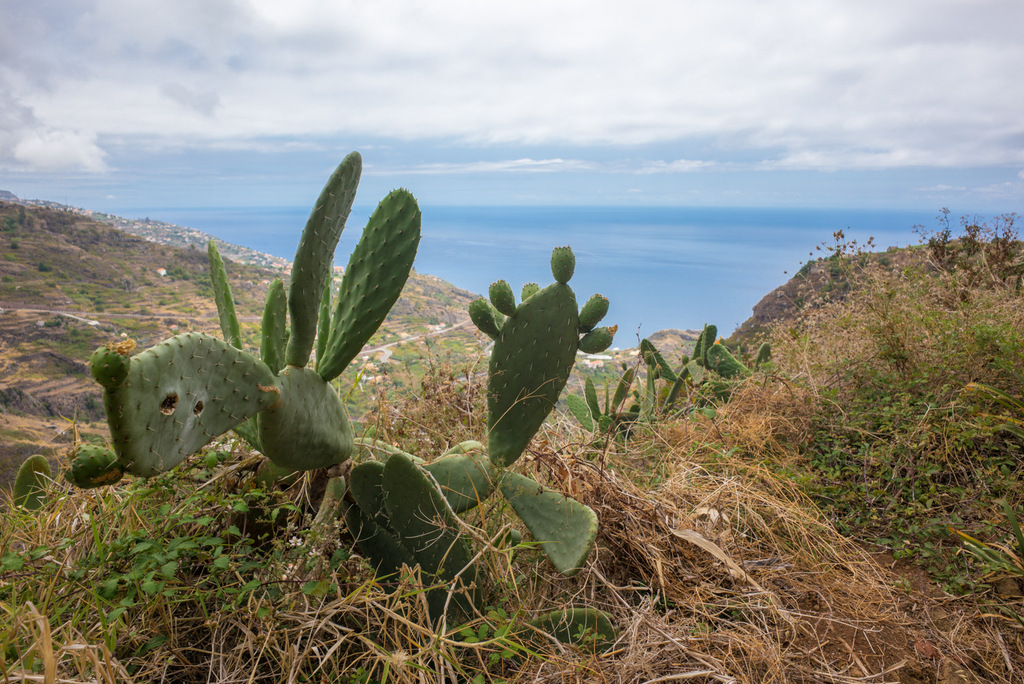 20140809-Madeira-M-25154-StefanLoeser.jpg